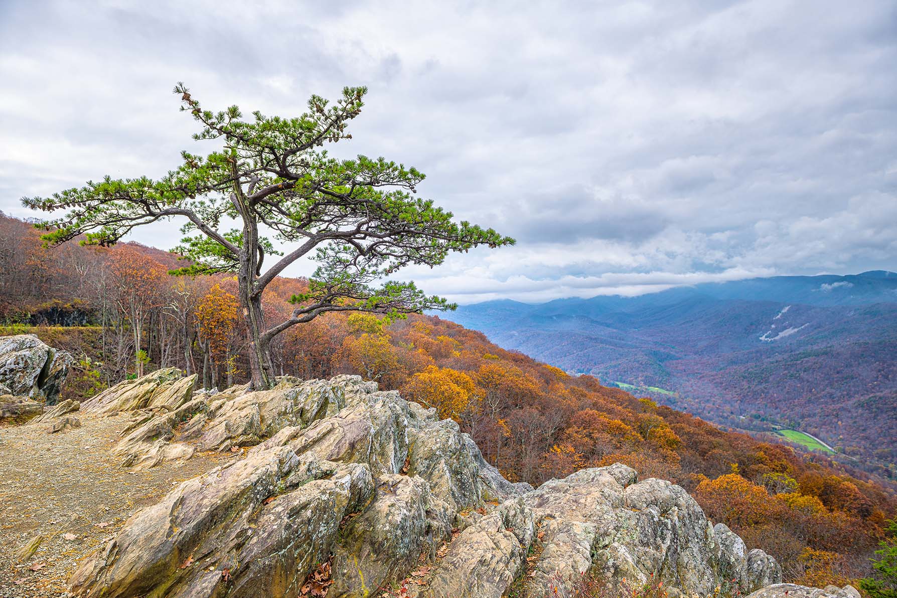 lone tree